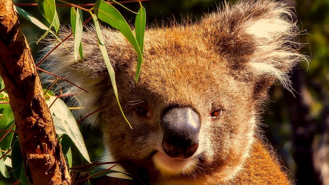 australia-vc-koala