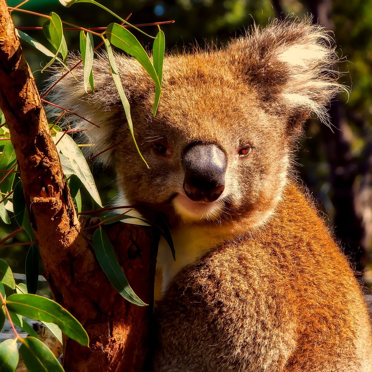 australia-vc-koala