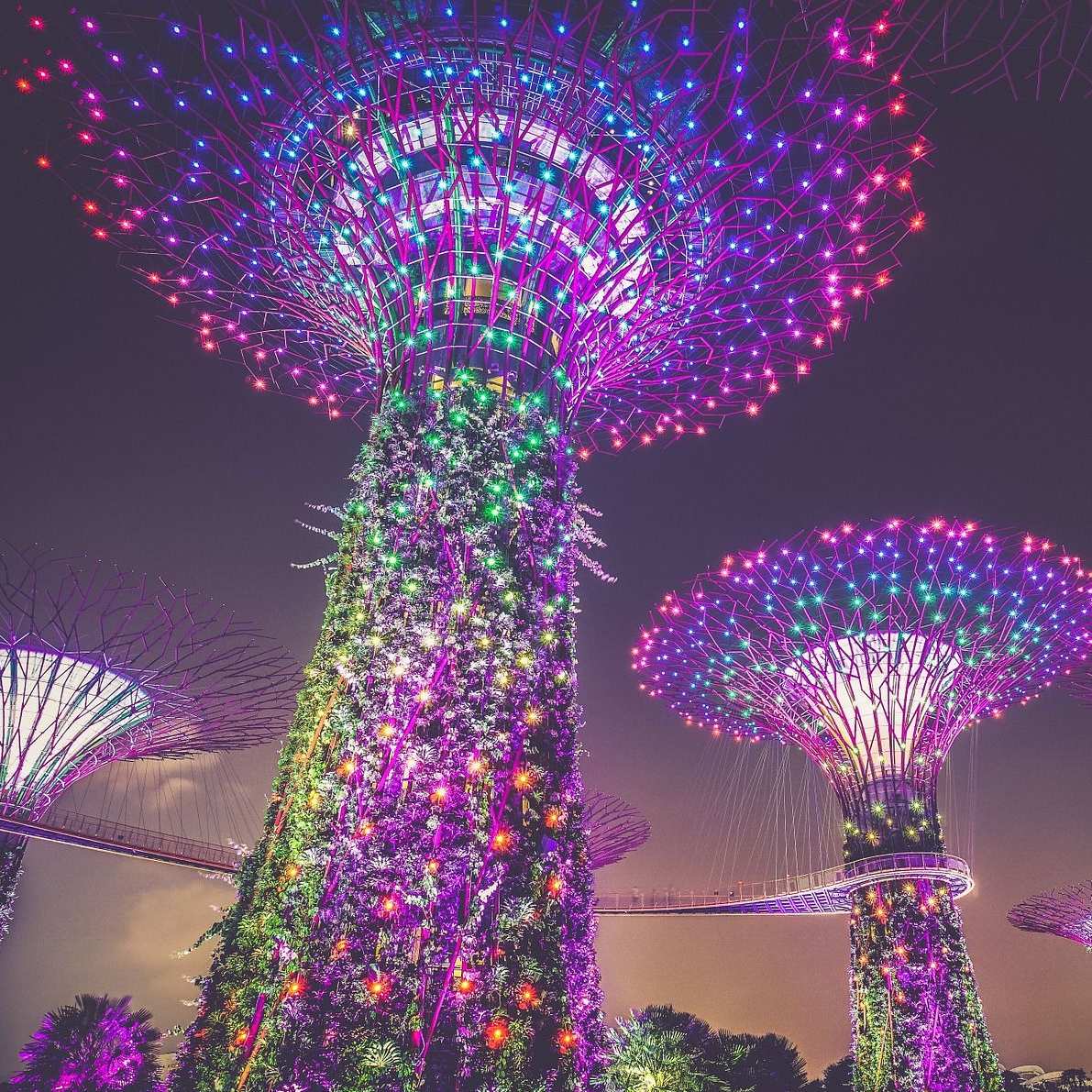 Singapore Trees - PE